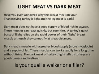 LIGHT MEAT VS DARK MEAT
Have you ever wondered why the breast meat on your
Thanksgiving turkey is light and the leg meat is dark?
Light meat does not have a good supply of blood rich in oxygen.
These muscles can react quickly, but soon tire. A turkey's quick
burst of flight relies on the rapid power of their "light" breast
muscle although they cannot fly at great distances.

Dark meat is muscle with a greater blood supply (more myoglobin)
and a supply of fat. These muscles can work steadily for a long time
without tiring. The dark meat of turkey thighs tells us turkeys are
good runners and walkers.

Is your quail a walker or a flier?

 