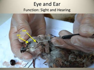 Eye and Ear
Function: Sight and Hearing

EAR
EYE

 