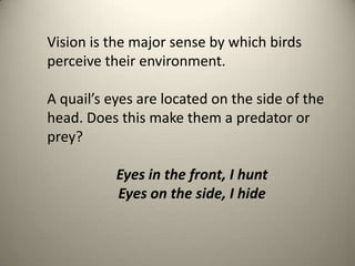 Vision is the major sense by which birds
perceive their environment.
A quail’s eyes are located on the side of the
head. Does this make them a predator or
prey?
Eyes in the front, I hunt
Eyes on the side, I hide

 