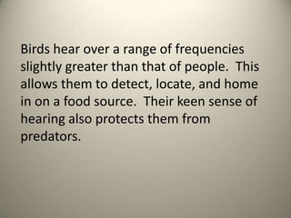 Birds hear over a range of frequencies
slightly greater than that of people. This
allows them to detect, locate, and home
in on a food source. Their keen sense of
hearing also protects them from
predators.

 