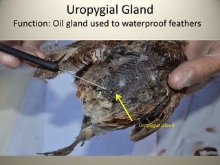 Uropygial Gland
Function: Oil gland used to waterproof feathers

Uropygial Gland

 