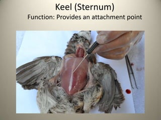 Keel (Sternum)
Function: Provides an attachment point

 