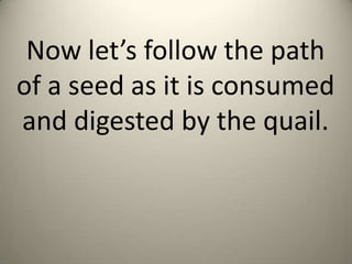 Now let’s follow the path
of a seed as it is consumed
and digested by the quail.

 