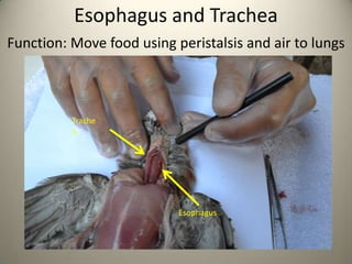 Esophagus and Trachea
Function: Move food using peristalsis and air to lungs

Trache
a

Esophagus

 