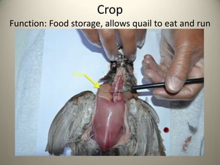 Crop
Function: Food storage, allows quail to eat and run

Crop

 