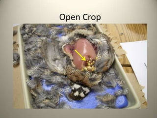 Open Crop

 