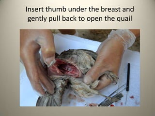 Insert thumb under the breast and
gently pull back to open the quail

 