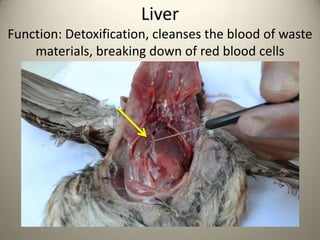 Liver
Function: Detoxification, cleanses the blood of waste
materials, breaking down of red blood cells

 