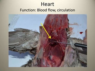 Heart
Function: Blood flow, circulation

 