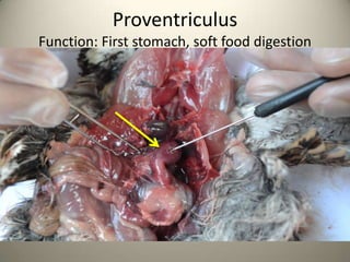 Proventriculus
Function: First stomach, soft food digestion

 