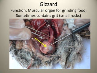 Gizzard
Function: Muscular organ for grinding food,
Sometimes contains grit (small rocks)

 