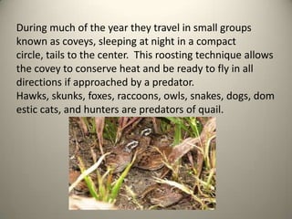 During much of the year they travel in small groups
known as coveys, sleeping at night in a compact
circle, tails to the center. This roosting technique allows
the covey to conserve heat and be ready to fly in all
directions if approached by a predator.
Hawks, skunks, foxes, raccoons, owls, snakes, dogs, dom
estic cats, and hunters are predators of quail.

 