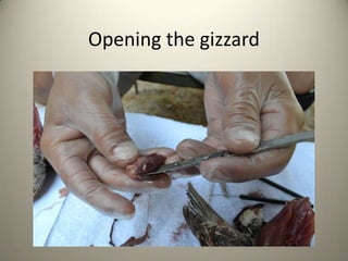 Opening the gizzard

 