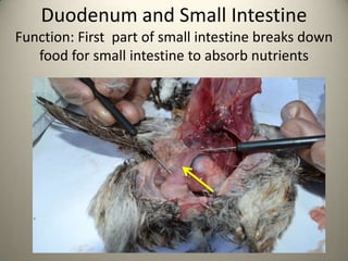 Duodenum and Small Intestine
Function: First part of small intestine breaks down
food for small intestine to absorb nutrients

 