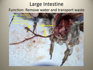 Large Intestine
Function: Remove water and transport waste
Cecae – function is
to provide microbial
digestion of highcellulose foods

Large Intestine

 