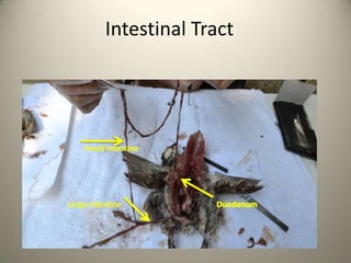 Intestinal Tract

Small Intestine

Large Intestine

 
