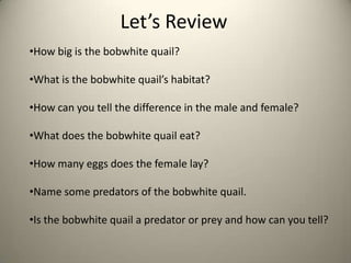 Let’s Review
•How big is the bobwhite quail?
•What is the bobwhite quail’s habitat?
•How can you tell the difference in the male and female?
•What does the bobwhite quail eat?
•How many eggs does the female lay?
•Name some predators of the bobwhite quail.
•Is the bobwhite quail a predator or prey and how can you tell?

 
