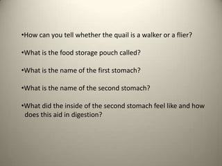 •How can you tell whether the quail is a walker or a flier?
•What is the food storage pouch called?
•What is the name of the first stomach?
•What is the name of the second stomach?
•What did the inside of the second stomach feel like and how
does this aid in digestion?

 