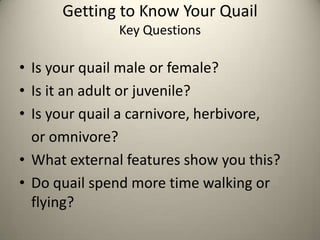 Getting to Know Your Quail
Key Questions

• Is your quail male or female?
• Is it an adult or juvenile?
• Is your quail a carnivore, herbivore,
or omnivore?
• What external features show you this?
• Do quail spend more time walking or
flying?

 