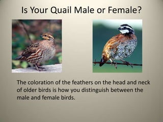Is Your Quail Male or Female?

The coloration of the feathers on the head and neck
of older birds is how you distinguish between the
male and female birds.

 