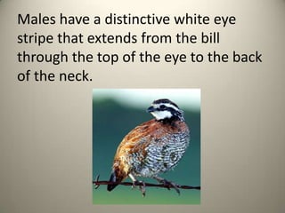 Males have a distinctive white eye
stripe that extends from the bill
through the top of the eye to the back
of the neck.

 