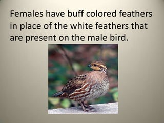 Females have buff colored feathers
in place of the white feathers that
are present on the male bird.

 