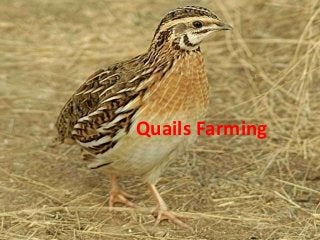 Quails Farming
 