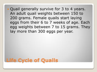 Life Cycle of Quails
 Quail generally survive for 3 to 4 years.
An adult quail weights between 150 to
200 grams. Female quails start laying
eggs from their 6 to 7 weeks of age. Each
egg weights between 7 to 15 grams. They
lay more than 300 eggs per year.
 
