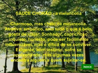 SAUCE CHORÃO - a melancolia Charmoso, mas cheio de melancolia. Atrativo, empático, ama tudo o que é belo, gosta de viajar. Sonhador, caprichoso, inquieto, honesto, pode ser facilmente influenciável, mas é difícil de se conviver. Exigente, bom instinto, sofre se apaixonando, mas algumas vezes encontra alguém a quem sujeitar-se. ÍNDICE 