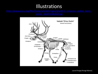 Laurie Prange (Prange-Martin)
Illustrations
https://www.arcus.org/files/resize/article/images/wta18_3_arcsocsci_caribou_bone_
names_sketch-650x542.jpg
 
