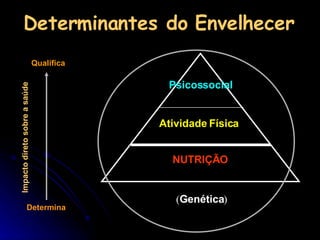 Determinantes do Envelhecer Impacto direto sobre a saúde Determina Qualifica Psicossocial NUTRIÇÃO Atividade Física ( Genética ) 