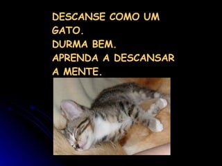 DESCANSE COMO UM GATO. DURMA BEM. APRENDA A DESCANSAR A MENTE. 