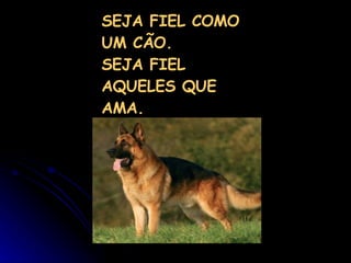 SEJA FIEL COMO UM CÃO. SEJA FIEL AQUELES QUE AMA. 