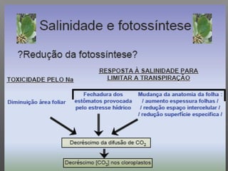 Qualidade da água para irrigação
