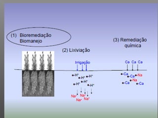 Qualidade da água para irrigação