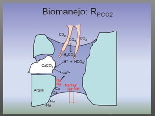 Qualidade da água para irrigação