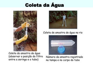 Coleta da Água
Coleta da amostra de água
(observar a posição do filtro
entre a seringa e o tubo)
Coleta de amostra de água no rio
Número da amostra registrado
na tampa e no corpo do tubo
 