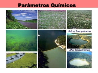 Parâmetros Químicos
 