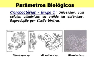Parâmetros Biológicos
Cianobactérias – Grupo 1: Unicelular, com
células cilíndricas ou ovóide ou esféricas.
Reprodução por fissão binária.
Gloeocapsa sp. Gloeothece sp. Gloeobacter sp.
 