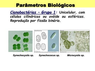 Parâmetros Biológicos
Cianobactérias – Grupo 1: Unicelular, com
células cilíndricas ou ovóide ou esféricas.
Reprodução por fissão binária.
Synechocystis sp. Synechococus sp. Microcystis sp.
 