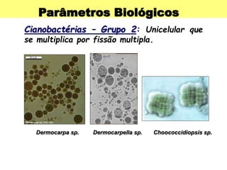 Parâmetros Biológicos
Cianobactérias – Grupo 2: Unicelular que
se multiplica por fissão multipla.
Dermocarpa sp. Dermocarpella sp. Choococcidiopsis sp.
 