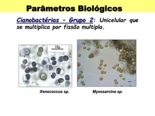 Parâmetros Biológicos
Cianobactérias – Grupo 2: Unicelular que
se multiplica por fissão multipla.
Xenococcus sp. Myxosarcina sp.
 