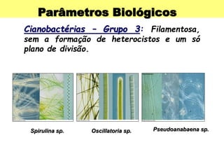 Parâmetros Biológicos
Cianobactérias – Grupo 3: Filamentosa,
sem a formação de heterocistos e um só
plano de divisão.
Spirulina sp. Oscillatoria sp. Pseudoanabaena sp.
 