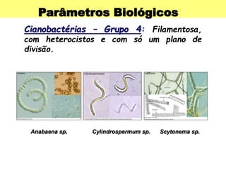 Parâmetros Biológicos
Cianobactérias – Grupo 4: Filamentosa,
com heterocistos e com só um plano de
divisão.
Anabaena sp. Cylindrospermum sp. Scytonema sp.
 