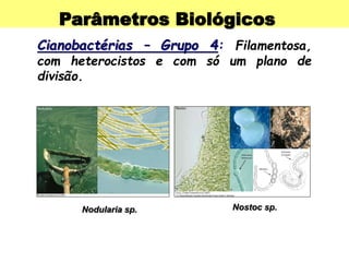 Parâmetros Biológicos
Cianobactérias – Grupo 4: Filamentosa,
com heterocistos e com só um plano de
divisão.
Nodularia sp. Nostoc sp.
 