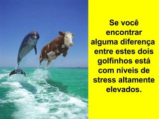 Se você encontrar alguma diferença  entre estes dois golfinhos está com níveis de stress altamente elevados. 