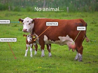 No animal...
ALIMENTAÇÃO
GENÉTICA
MANEJO
SAÚDE
 