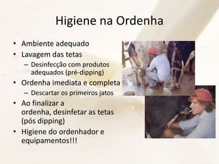 Higiene na Ordenha
• Ambiente adequado
• Lavagem das tetas
– Desinfecção com produtos
adequados (pré-dipping)
• Ordenha imediata e completa
– Descartar os primeiros jatos
• Ao finalizar a
ordenha, desinfetar as tetas
(pós dipping)
• Higiene do ordenhador e
equipamentos!!!
 