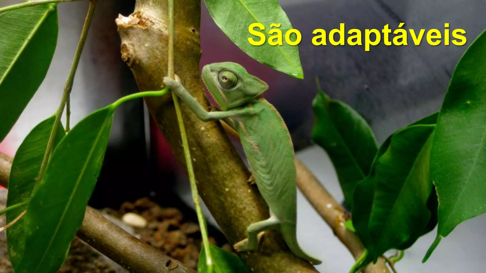 São adaptáveis
 