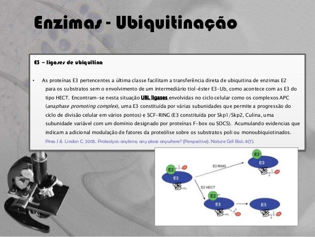 Thesis on ubiquitin